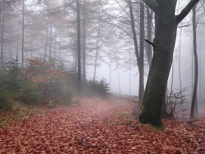 Foresta di Teutoburgo LL