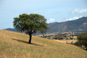 panorama fto vanni tola